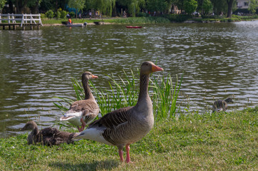 Gęsi nad jeziorem © Andrzej