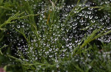 Large and small drops of water on a cobweb hanging on the juniper. Dew drops shining in the sun and a small rainbow reflected in the drops. Selective focus. Natural blurred background
