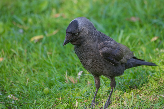 Kawka Bilder Durchsuchen 767 Archivfotos, und Videos