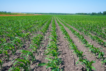 Green field with young corn at day light.