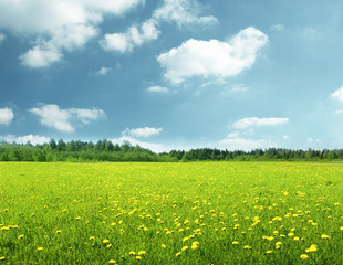 field of spring flowers and perfect sky