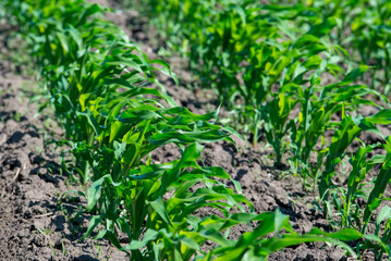 Green field with young corn at day light.