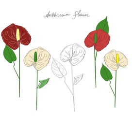 Anthurium flowers of different colors. Beautiful exotic plants. Line art. (Araceae).