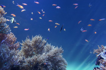 Naklejka na ściany i meble 熱帯魚　サンゴ礁　ラグーン　水族館　水槽　海中