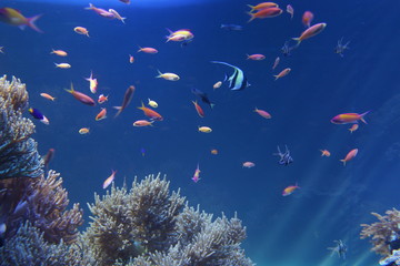 Fototapeta na wymiar 熱帯魚　サンゴ礁　ラグーン　水族館　水槽　海中