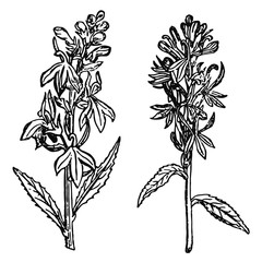 cardinal flower - Lobelia cardinalis #vector #isolated - Kardinal-Lobelie