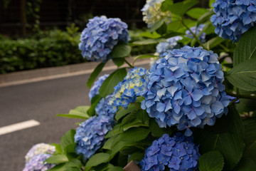 Fototapeta premium 道路沿いの青い紫陽花