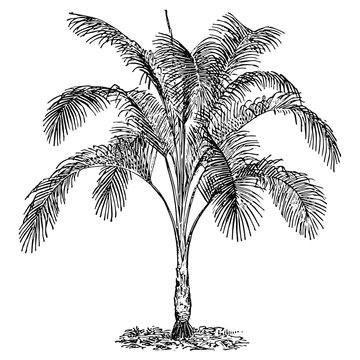 Palm Howea belmoreana #vector #isolated - Palme