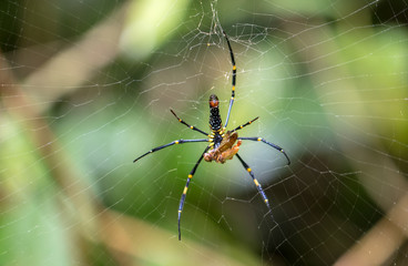 Obraz premium A colorful spider in the forest.so beautiful and fearful.