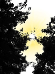 иллюстрация черного контура деревьев на белом фоне и желтого солнца      