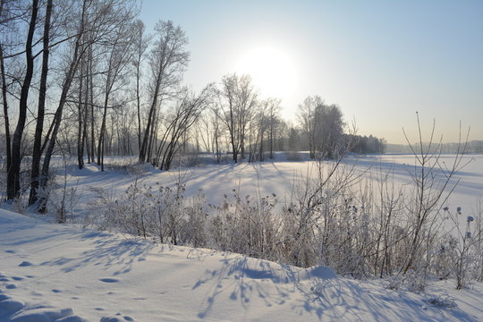 Winter scene. Trees and herbs grow on the bank of frozen river. Sunlight leaves long shadows on snow.