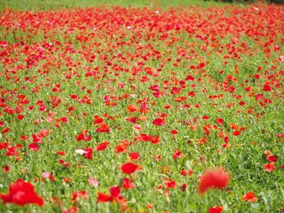 poppy pistil closeup