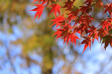紅葉