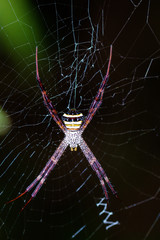 A Spider in the forest background.