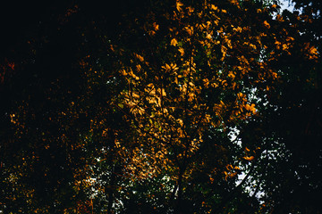 Wald im Sonnenuntergang.