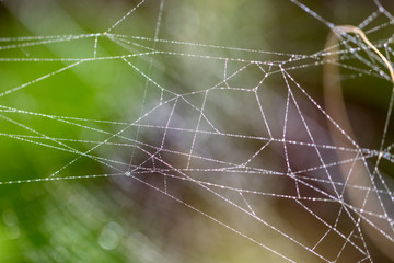 Spider web background