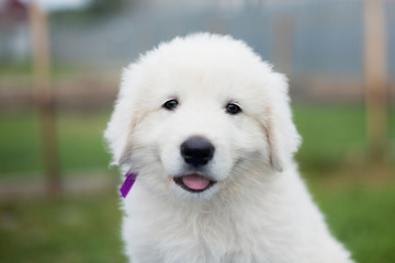 Portrait of a cute maremma puppy with purple ribbon sitting on the table outside in summer. Close-up of Adorable white fluffy puppy breed maremmano abruzzese dog