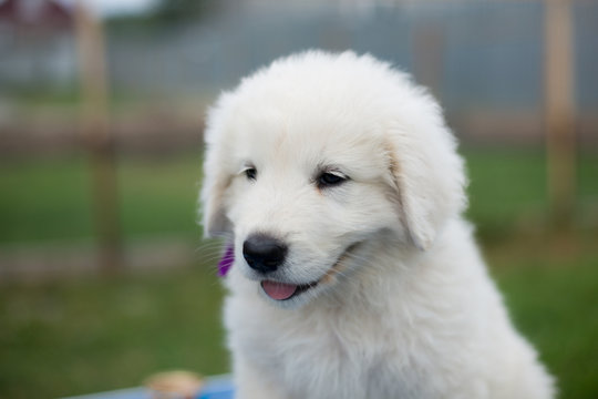 Portrait of a cute maremma puppy with purple ribbon sitting on the table outside in summer. Profile image of Adorable white fluffy puppy breed maremmano abruzzese dog