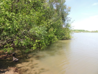 деревья на реке