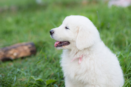 Portrait of cute maremma sheepdog sitting in the green grass. Profile image of white fluffy maremmano-abruzzese puppy