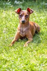 Portrait of beautiful miniature pinscher sitting on the green