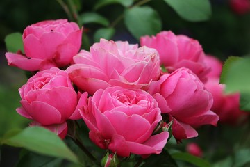beautiful pink roses in the garden