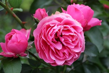 beautiful pink roses in the garden