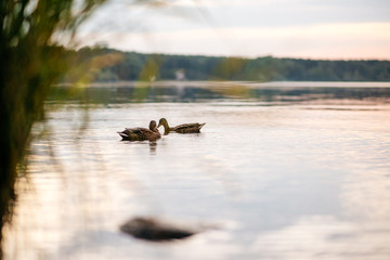 Two ducks are swimming in the pond