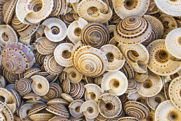 Texture of beautiful shells close-up, background