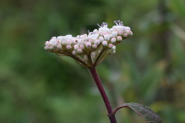 One of the flower in Dzukou valley in Nagaland, India