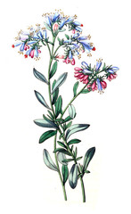 Illustration of plant