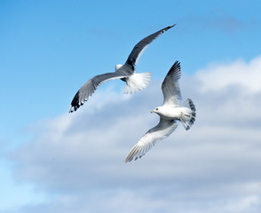 grey Seagull in flightgrey Seagull in flight,Tromso
