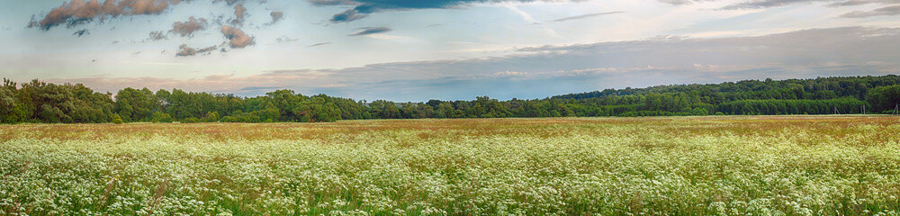 Beautiful country panorama. Nature, grass, forest.
