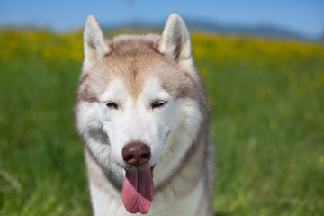 Naklejka na ściany i meble Portrait of A dog breed siberian husky with tonque hanging out is in the buttercup field. Image of Siberian husky is in beautiful grass and flowers.