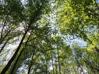 Fototapeta premium Новосибирск Бугринский парк