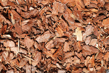 Interesting wooden texture. Pine bark pieces