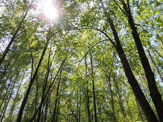 Новосибирск Бугринский парк