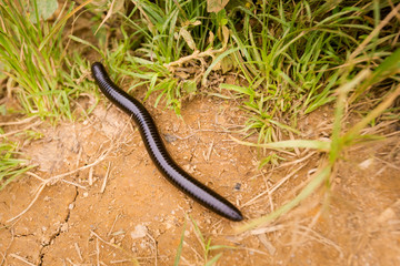 Worm on Bharat tea plantation