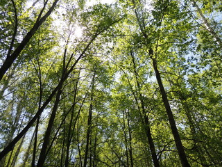 Obraz premium Новосибирск Бугринский парк