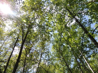 Obraz premium Новосибирск Бугринский парк