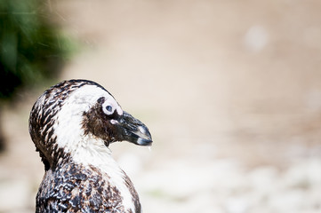 Portrait d'un manchot du Cap