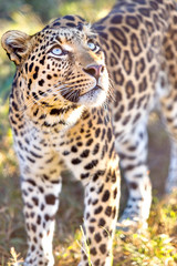 Fototapeta na wymiar Leopard in the bush in a safari park.