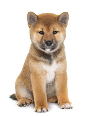 puppy shiba inu
