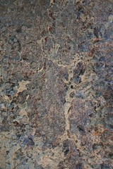 Wood texture background. trunk detail texture background. Bark tree texture wallpaper. Abstract background. postcard. Gnarl tree.