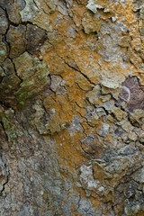 Wood texture background. trunk detail texture background. Bark tree texture wallpaper. Abstract background. postcard. Gnarl tree.