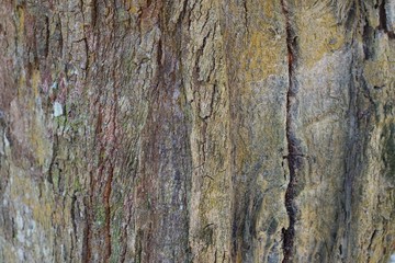 Wood texture background. trunk detail texture background. Bark tree texture wallpaper. Abstract background. postcard. Gnarl tree.