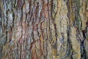 Wood texture background. trunk detail texture background. Bark tree texture wallpaper. Abstract background. postcard. Gnarl tree.