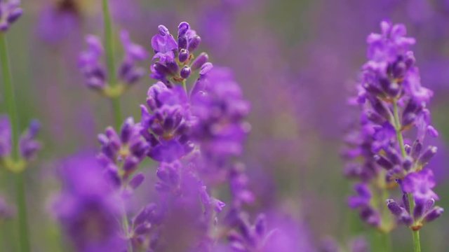 Lavender. Growing Lavender Flower closeup. Field of lavender.