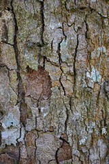 Wood texture background. trunk detail texture background. Bark tree texture wallpaper. Abstract background. postcard. Gnarl tree.