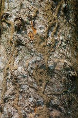 Wood texture background. trunk detail texture background. Bark tree texture wallpaper. Abstract background. postcard. Gnarl tree.